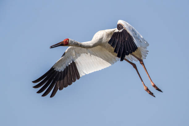 istock Bird in flight - Siberian crane (Grus leucogeranus) 853115760