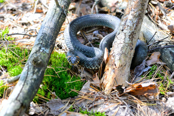 istock the snake in the woods 853124682