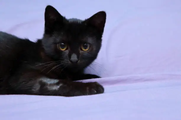 Little funny black cat.