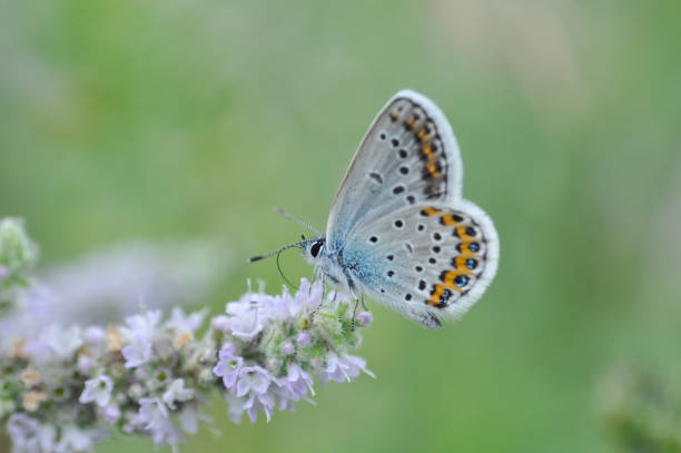 istock Silver-studded Blue butterfly on mint flower. 853125304