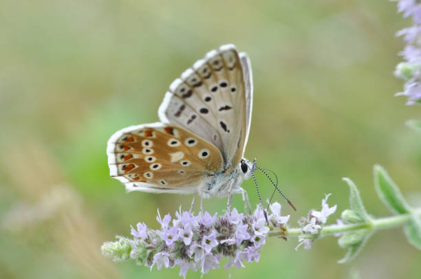 istock Chalkhill Blue butterfly on mint flower. 853128536