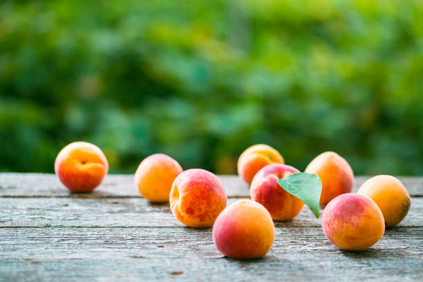 Beautiful ripe orange apricots with leaves on old wooden boards on a background of nature stock photo