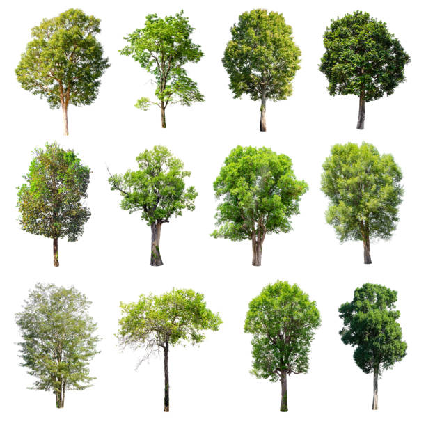 istock Set of isolated trees on white background. 853133280