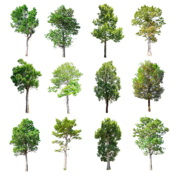 istock Set of isolated trees on white background. 853133408