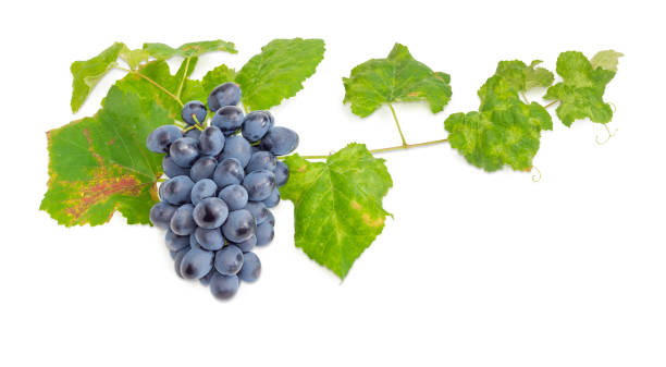 istock Cluster of blue grapes on the vine with leaves 853133532