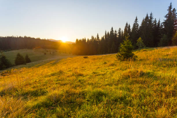 istock Carpathians mountain valley at the early morning 853138562
