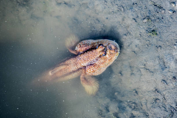 istock mudskipper fish on the land and sea 853139772