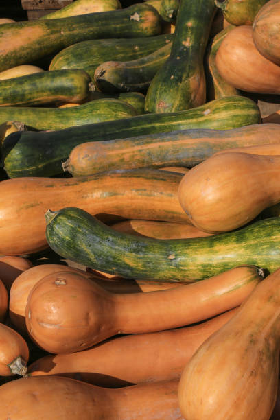 Many Napoli squashes (Zucca Of Napoli, Lunga di Napoli) A lot of Napoli squashes in fall. The picture was taken on a farmer's market in Beelitz, Germany beelitz stock pictures, royalty-free photos & images