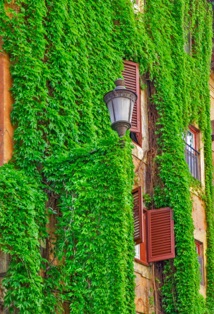 istock Facade of an old building in Rome, covered by ivy. 853154578