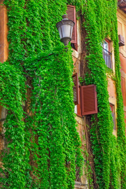 istock Facade of an old building in Rome, covered by ivy. 853155008