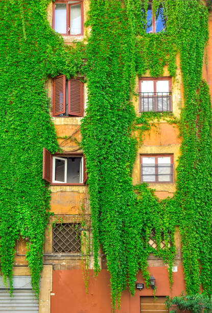 istock Facade of an old building in Rome, covered by ivy. 853155396