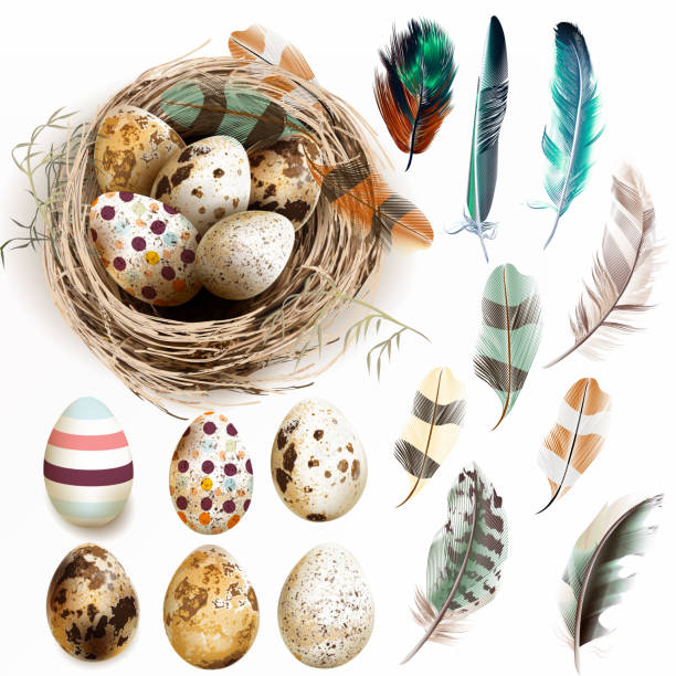 vektor-sammlung mit ostern eiern vogel nest federn im vintage-stil - feather white macro bird stock-grafiken, -clipart, -cartoons und -symbole