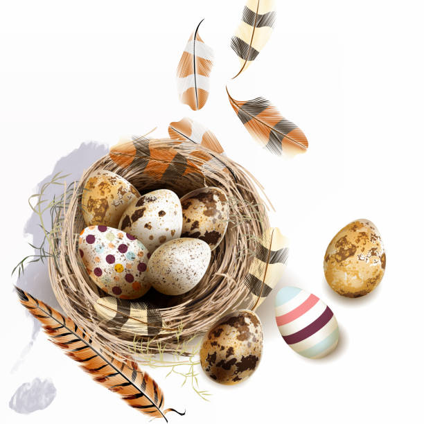 vektor-illustration mit ostern eiern vogel nest federn im vintage-stil - feather white macro bird stock-grafiken, -clipart, -cartoons und -symbole