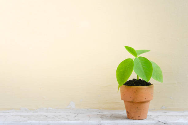 istock Plant in a pot with cream color concrete background 853159408