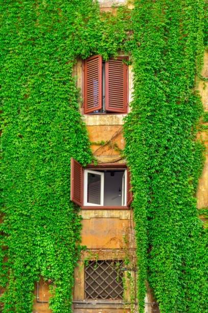 istock Facade of an old building in Rome, covered by ivy. 853160196