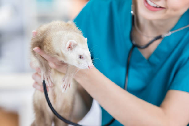 Adorable ferret receives check up at the vet An adorable ferret patiently endures being held up by an unrecognizable smiling veterinary nurse as she listens to his heart and lungs. exotic pets photos stock pictures, royalty-free photos & images