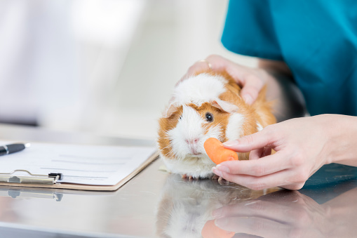 Adorable guinea pig is offered a snack at the vet