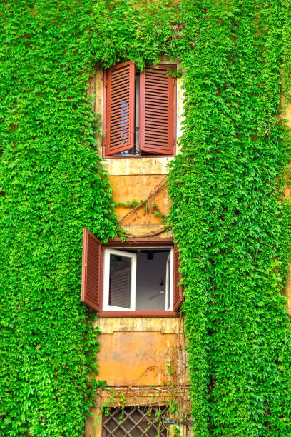 istock Facade of an old building in Rome, covered by ivy. 853160716