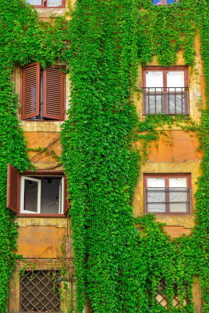 istock Facade of an old building in Rome, covered by ivy. 853165054
