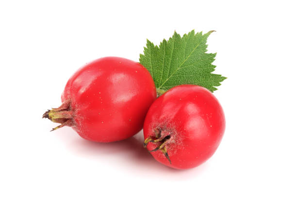 istock Hawthorn berry with leaf isolated on white background close-up 853165138