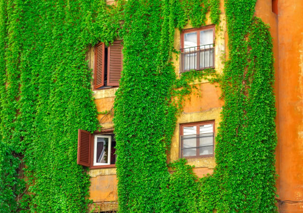 istock Facade of an old building in Rome, covered by ivy. 853165330