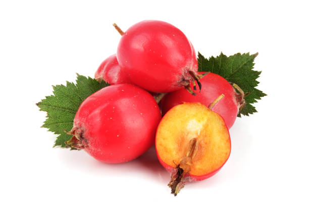istock Hawthorn berry with leaf isolated on white background close-up 853165462