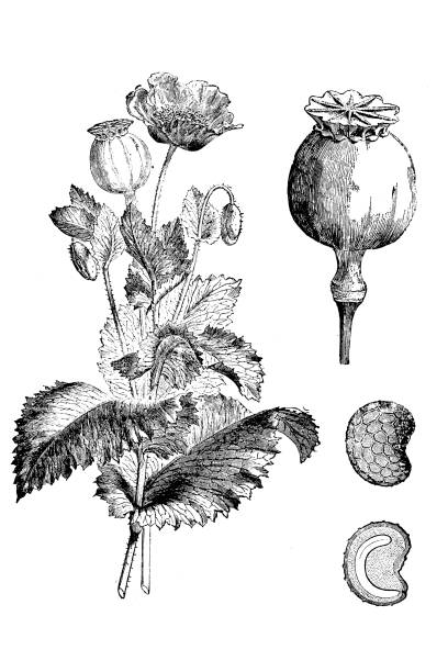 Poppy (Papaver somniferum) Illustration of a Poppy head opium poppy stock illustrations