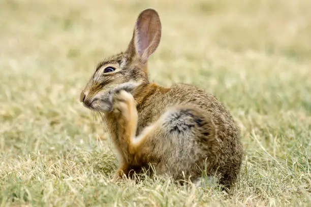young jack rabbit scratching an itch on his cheek