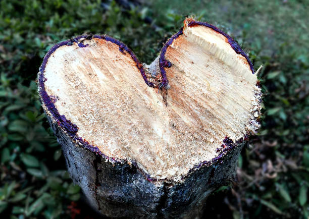 istock Heart-Shaped Stump - Love Symbol 853179738