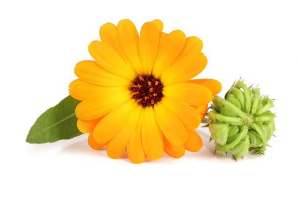 istock Calendula. Marigold flower with leaf isolated on white background 853179776