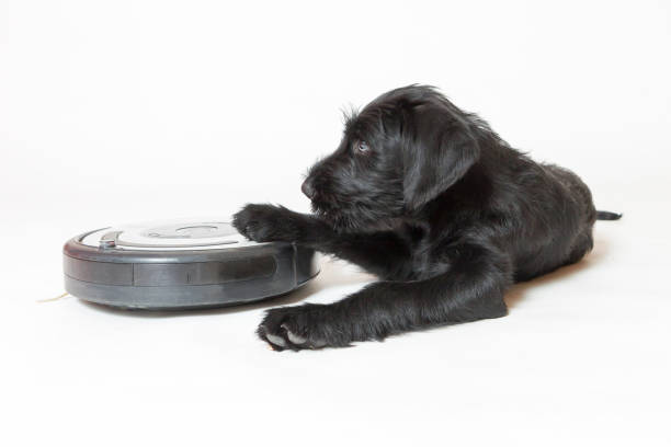 il cucciolo carino del cane giant black schnauzer tiene in mano l'aspirapolvere robotico. - remote dog control animal foto e immagini stock