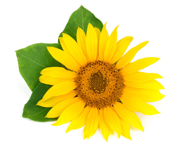 istock sunflower with leaves isolated on white background close-up 853185690