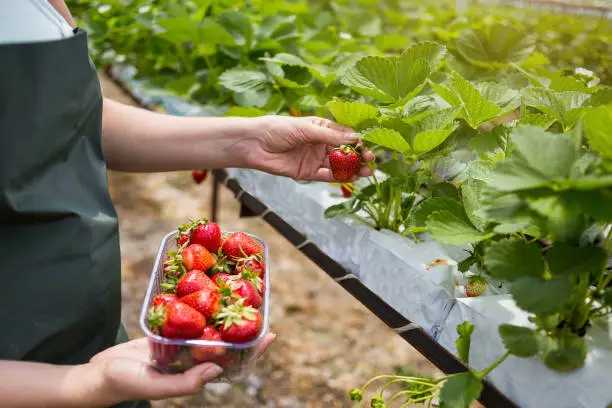 Woman holding a juicy bitten strawberry into the camera,strawberry in arm. Woman holding strawberry in hands in greenhouse,Female hand holding strawberry on blurred background,strawberry crop concept