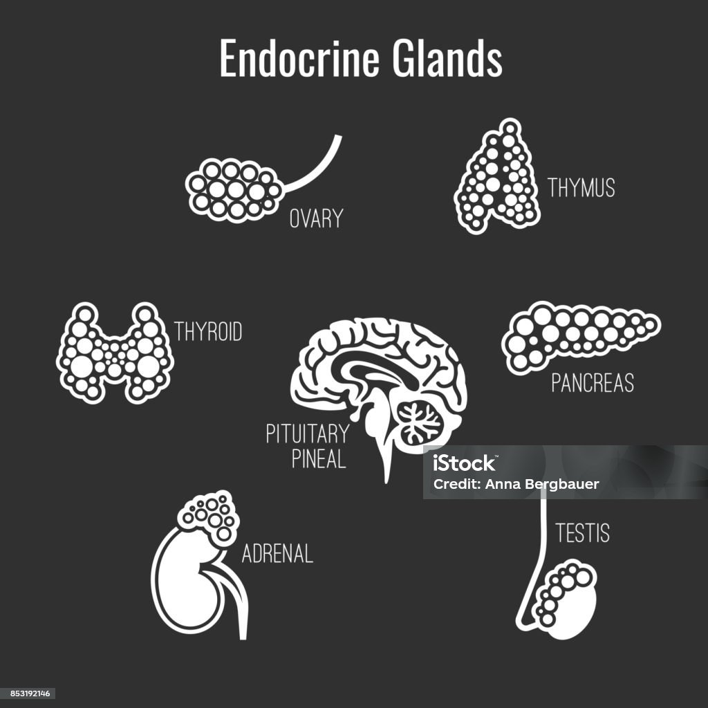 Endocrine Glands Image Stock Illustration - Download Image Now ...