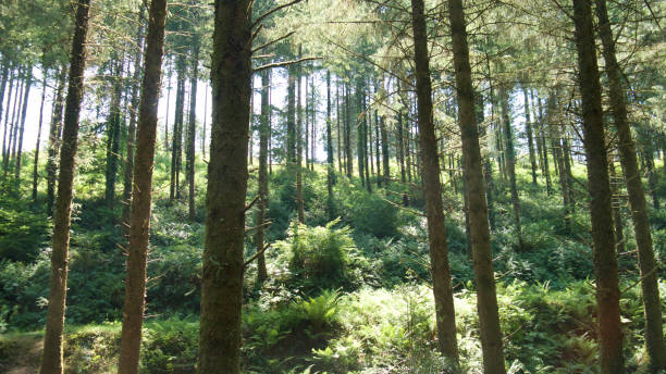 istock Sunshine in the woods 853193542