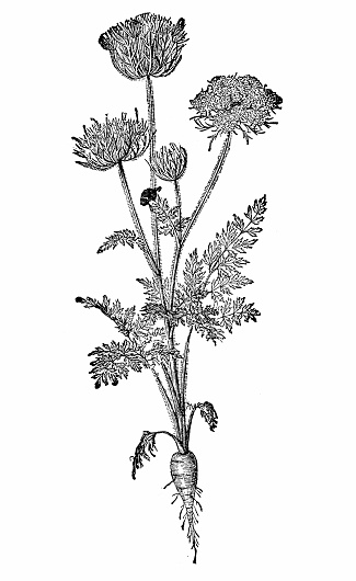 Illustration of a wild carrot (daucus carota)