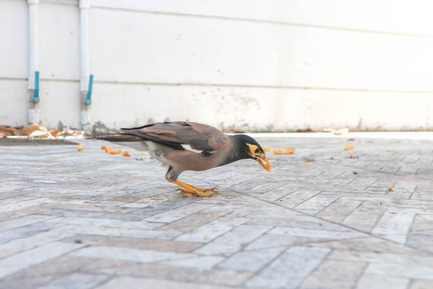 bird ,gracula religiosa or myna
