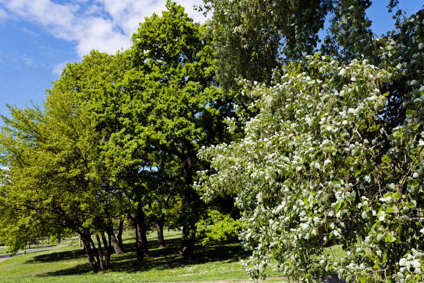 istock landscaping of the park 853201324