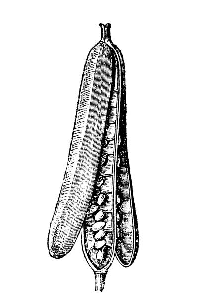 Erysimum cheiri (Cheiranthus cheiri, wallflower) illustration of a Erysimum cheiri (Cheiranthus cheiri, wallflower) erysimum stock illustrations