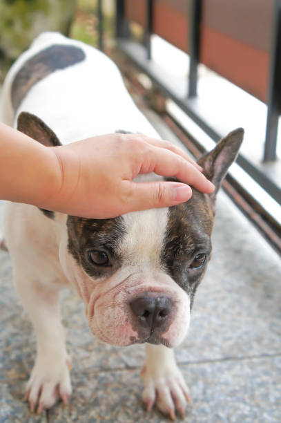 istock groping or fumbling a dog 853205140