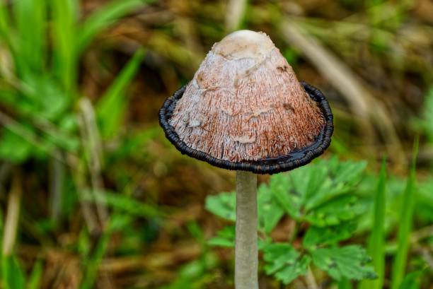 istock large gray mushroom in the grass 853215244