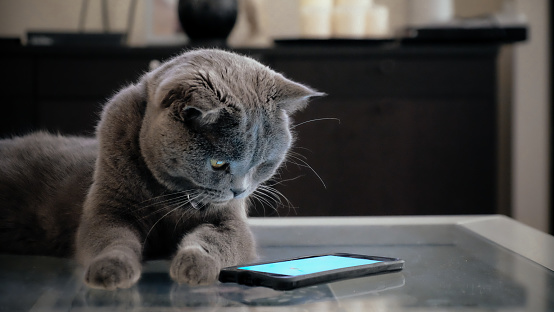Grey Scottish Fold cat looking curiously at a smart phone screen