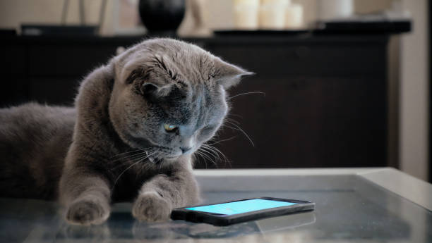 Cat with smart phone Grey Scottish Fold cat looking curiously at a smart phone screen scottish fold cat photos stock pictures, royalty-free photos & images