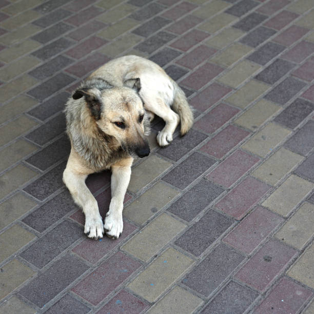 istock Animals - Homeless sad dog 853226260