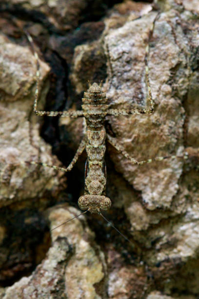 istock Image of Camouflaged bark mantis (Liturgusa sp.) on the rock. Insect. Animal 853226476