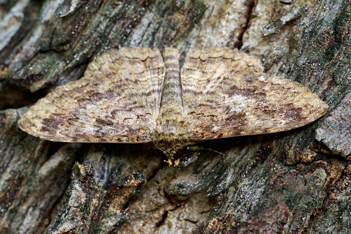 Image of Brown butterfly(Moth) on tree. Insect. Animal.