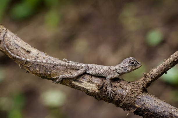 istock Image of chameleon on a brown branch . Reptile 853226890