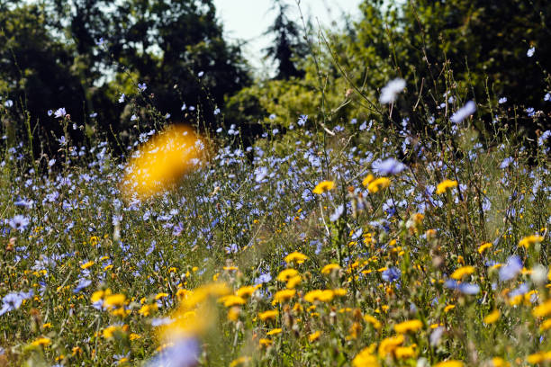 istock meadow with wild flowers 853226944