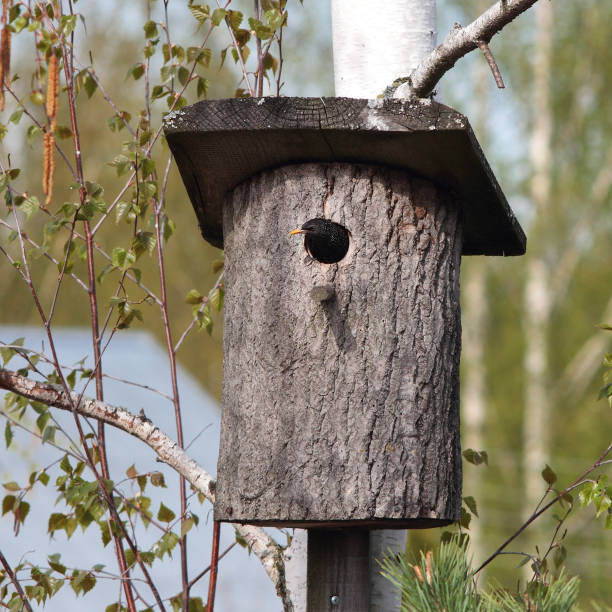 aves - estorninho comum parece fora de uma caixa de ninho - birdhouse birds nest animal nest house - fotografias e filmes do acervo