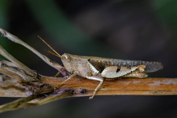 istock Image of White-banded Grasshopper(Stenocatantops splendens) on tree. Insect. Animal. 853227104